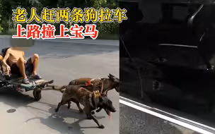 老人赶2条狗拉车撞上宝马，车主：挺危险，看大爷乐观没追究