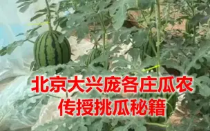 “吃瓜群众”看过来！北京大兴庞各庄瓜农传授挑瓜秘籍