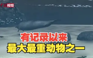 新发现古代鲸物种 或为有记录以来最大最重动物之一