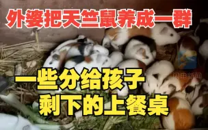 81岁外婆把2只天竺鼠养成一群 分给孩子一些 剩下的上餐桌