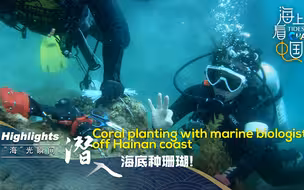 “海”光瞬间｜潜入海底种珊瑚!