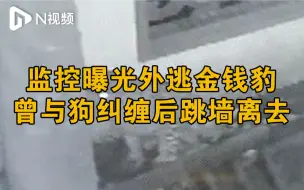 视频拍到豹子与狗纠缠后跃墙而去，杭州第三只出逃豹子仍在搜捕