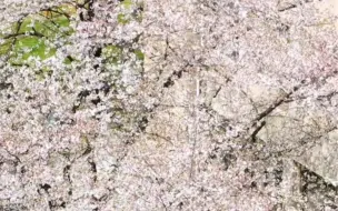 美翻了！大学校园的春花也太治愈了！