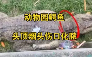 动物园鳄鱼头顶烟头伤口化脓 园方：夏天没注意