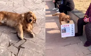 看哭！狗狗叼牌寻找走失玩伴，在一起玩耍过的公园默默流泪