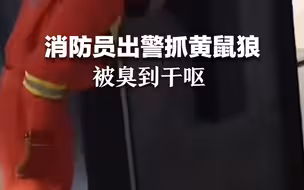 心疼！消防员出警抓黄鼠狼被臭到干呕