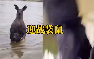 澳州一袋鼠挟持并企图淹死一宠物狗，狗主人下河迎战遭乱拳回击