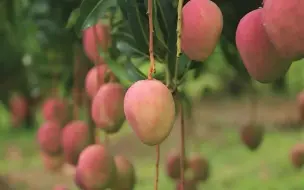矿山结出金芒果！看华坪小伙直播带货有多火？