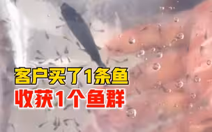 年年有余！母鱼打包时产下一袋子鱼苗，店家：买1条鱼收获1个鱼群