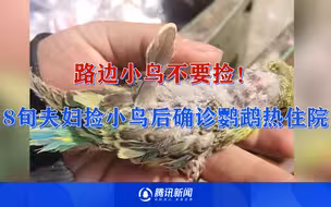 路边小鸟不要捡！8旬夫妇捡小鸟后确诊鹦鹉热住院