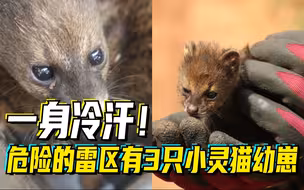 一身冷汗！危险的雷区有3只小灵猫幼崽