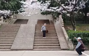 樱花树下的浪漫爱情：老人各种角度为老伴拍照 美好画面动人心弦