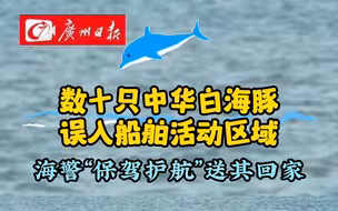 数十只中华白海豚误入船舶活动区域，海警暖心“保驾护航”