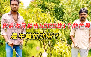 世界上最昂贵的芒果，印度农民随随便便种了出来，6000块钱一个