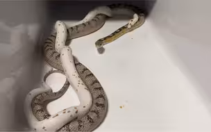 完整版蛇片来啦~