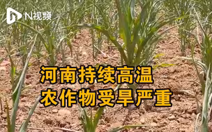 河南持续高温农作物受旱严重，部分农田出现干裂作物枝叶枯萎