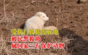 村民河边发现受伤白狐报警求助：系三有保护动物，被民警接走救治