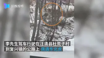 吉林偶遇东北虎 拍完视频有点后怕