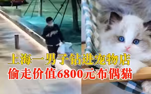 男子钻进宠物店偷走6800元布偶猫：近期手头紧，路过宠物店起贪念