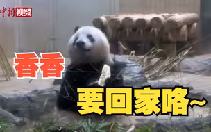 大熊猫香香将于2月21日回国！等你！