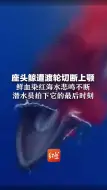 座头鲸遭渡轮切断上颚  鲜血染红海水悲鸣不断  潜水员拍下它的最后时刻