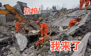 搜救犬在云南省镇雄县山体滑坡现场焦急搜救