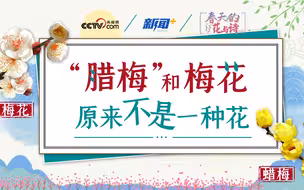 “腊梅”还是“蜡梅”？“là梅”和梅花原来不是一种花