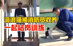 有爱！流浪猫被消防队收养，跟着“蓝朋友”一起站岗训练