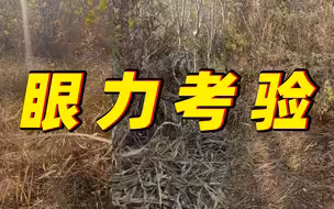 【测试】提问：你能找到几位隐蔽中的狙击手？