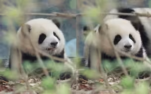 喝完盆盆奶，我就是全世界最可爱的仔