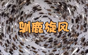 摄影师用无人机捕捉到惊人一幕——“驯鹿旋风”