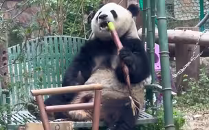 大熊猫萌兰边荡秋千边吃笋 悠闲到情不自禁地甩脚丫