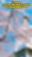 三月中旬 北京北海公园白塔桃花已经绽放 一大波高清美图来了—
