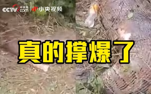 巨蟒吞掉整头牛 爆腹而亡