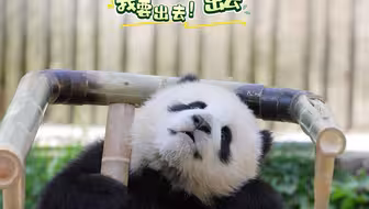 〔璨二妹〕青阳小美女钻椅子，差点‘卡住’了！这和人类幼崽有什么区别🤭都是宝宝喜欢探索🔍