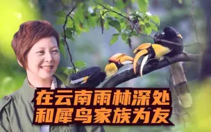 与生命共舞 在云南雨林深处和犀鸟家族为友