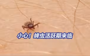 千万别生拉硬拽！被蜱虫叮咬如何正确处理
