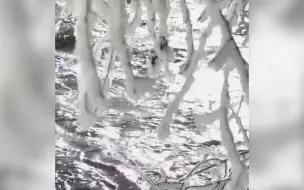 黑龙江逊克开启仙境模式：河水流淌 岸边雾气蒙蒙 枝头雾凇晶莹闪烁