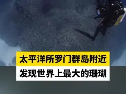 太平洋所罗门群岛附近发现世界上最大的珊瑚