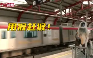 印度地铁站摆叶猴纸板“驱赶”猕猴