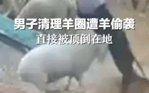 男子清理羊圈遭羊偷袭，直接被顶倒在地