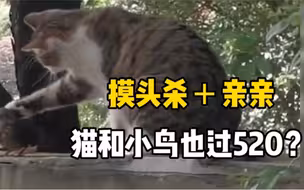 小鸟歇一旁，小猫怎么摸它亲它都不飞走，人类直呼这就是爱
