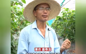 市场价100多元一斤！葡萄“妮娜皇后”即将上市