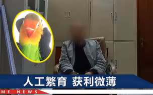 3人非法买卖国家二级保护鹦鹉，至少可判10年，检方作绝对不起诉