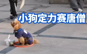 小狗定力赛唐僧！小狗被主人画圈原地封印