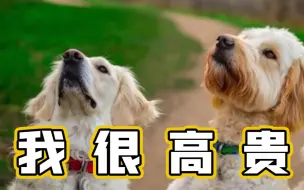 供不应求！疫情期间多国宠物变紧俏商品