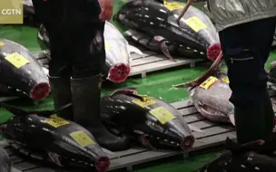 日本东京丰洲鱼市举行新年金枪鱼拍卖会