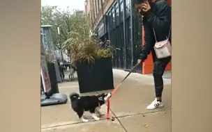 眼看女主人上街溜达狂接电话 狗子气得原地打转扯绳子：快点走！