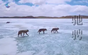 《自然的力量·大地生灵》2022开年巨献！