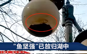 郑州发生特大暴雨半年后，灯罩里“鱼坚强”现身，它咋挺过来的？
